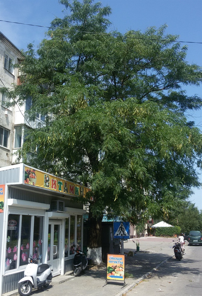 130-річна швейцарська гледичія в Основі.