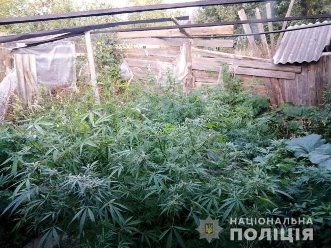 В Україні конопля здебільшого фігурує в кримінальній хроніці