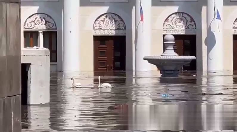 У Новій Каховці біля Палацу культури плавають лебеді