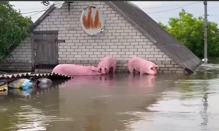 Корсунка