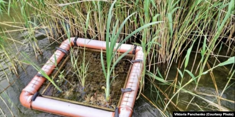 Пристрій для природного очищення річкової води за допомогою очерету