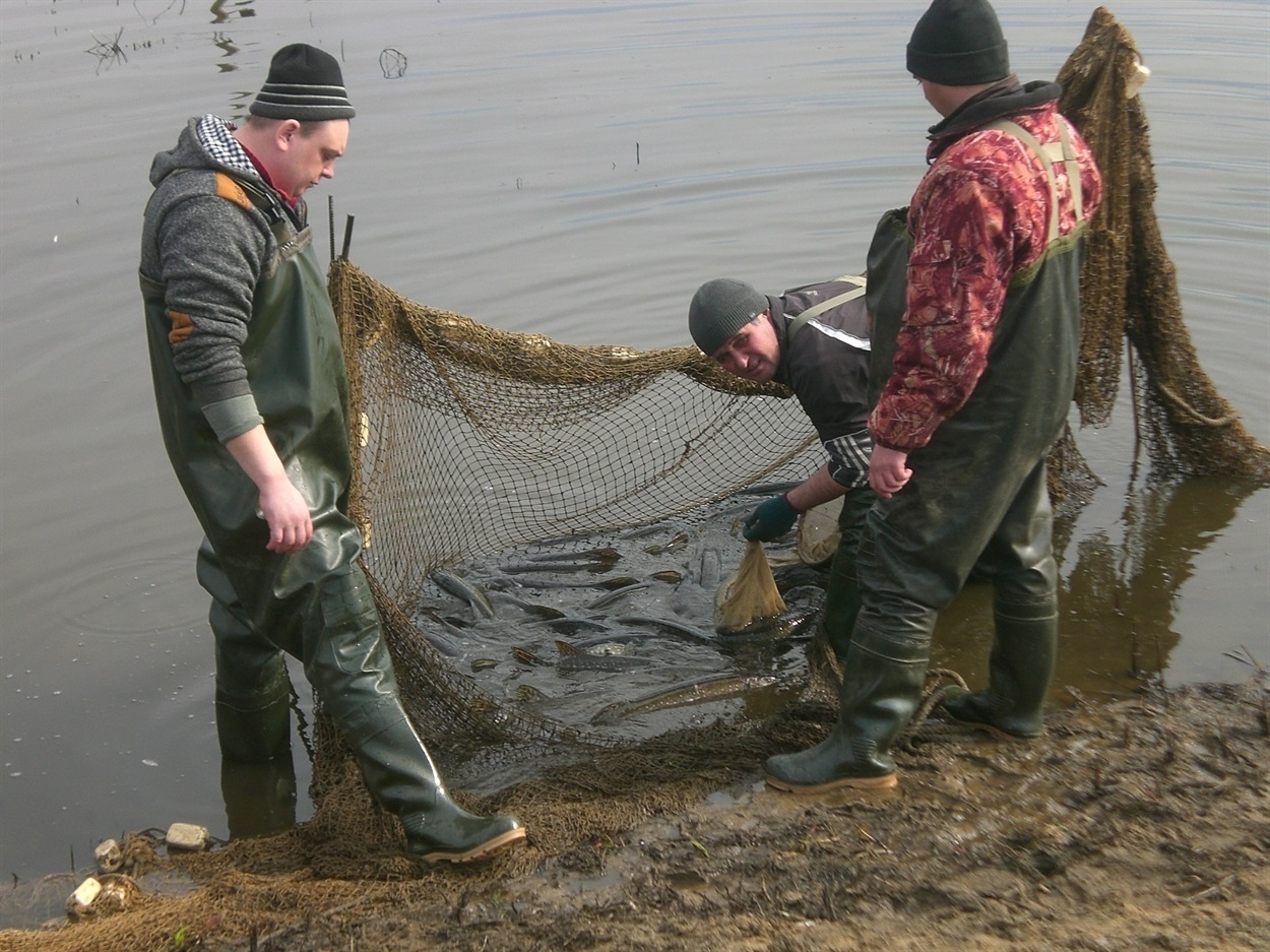 На Каховському водосховищі було 85 рибних господарств