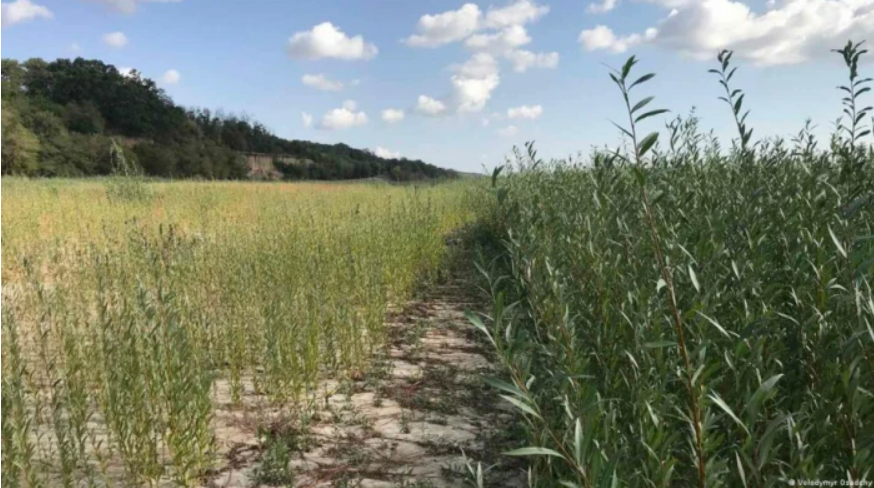 Рослинність на дні колишнього Каховського водосховища
