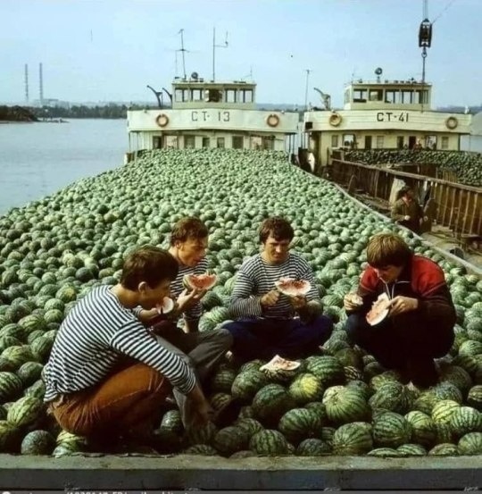 З Херсона до Києва доправляють кавуни баржами. 1984 рік