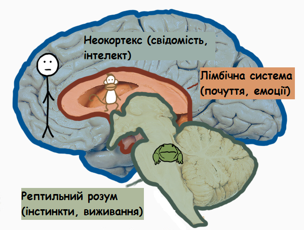 Структура мозку
