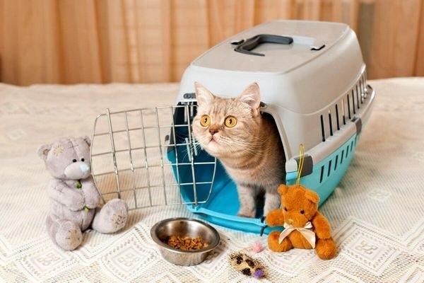 Переїзд з котом у нове житло