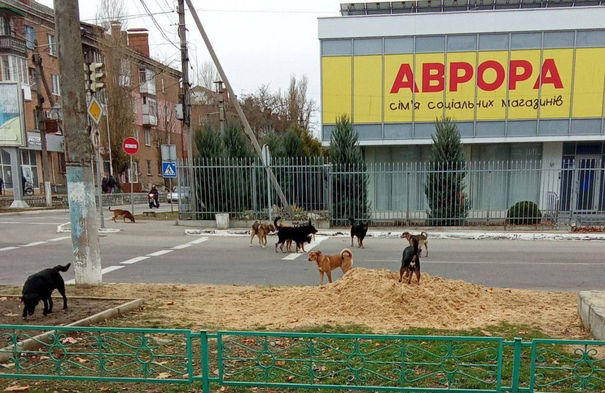 Собаки на вулиці Першотравневій в Новій Каховці.