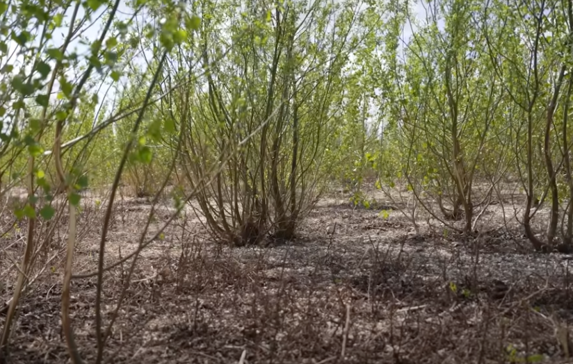 На дні колишнього водосховища відроджується Великий Луг