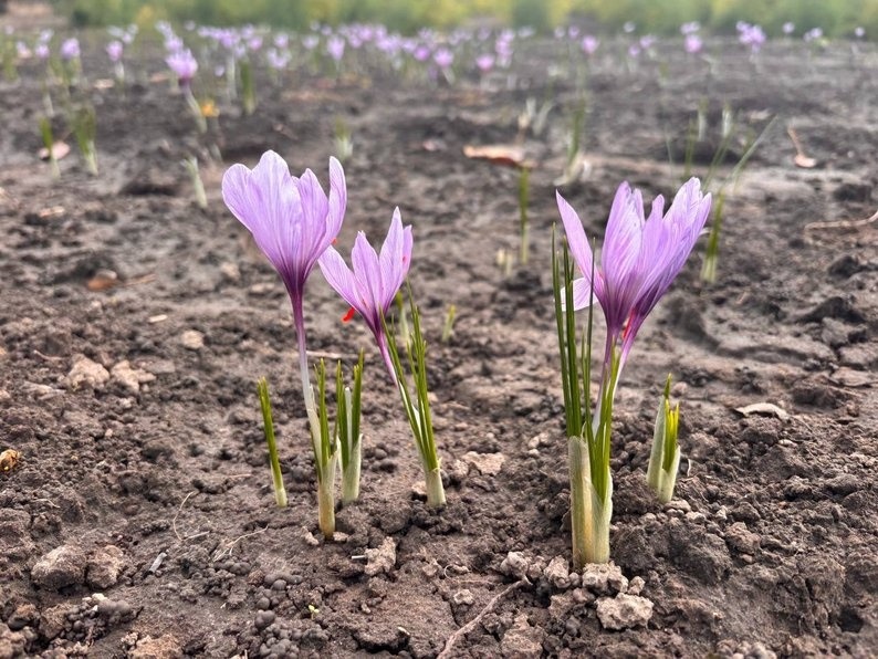 Переселенець із Каховки вирощує шафран на Черкащині