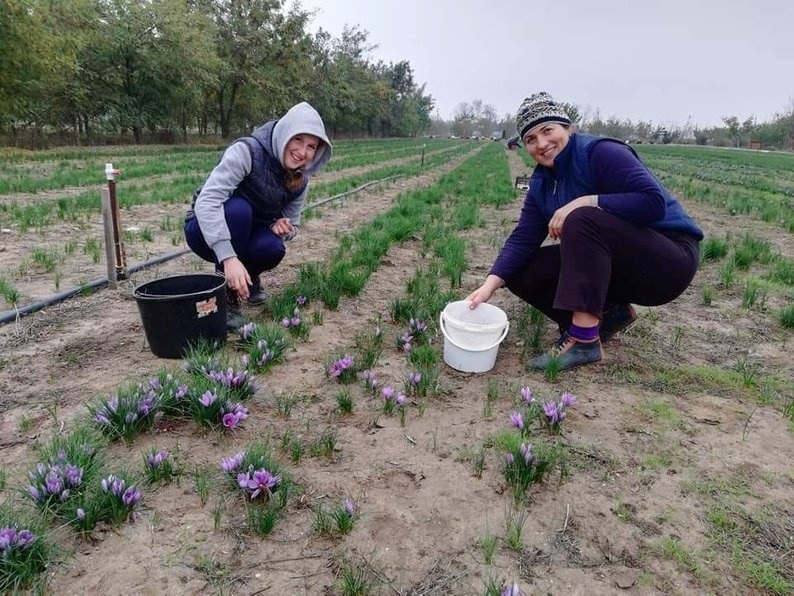 Переселенець із Каховки вирощує шафран на Черкащині