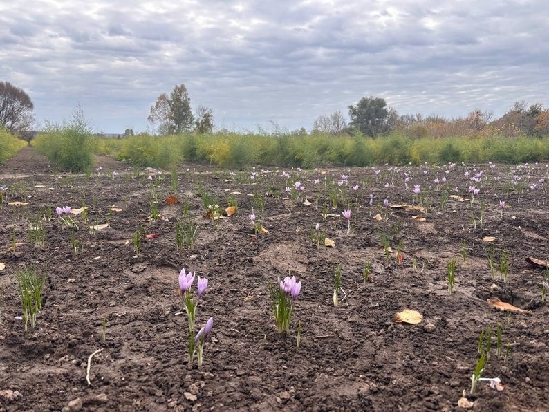 Переселенець із Каховки вирощує шафран на Черкащині
