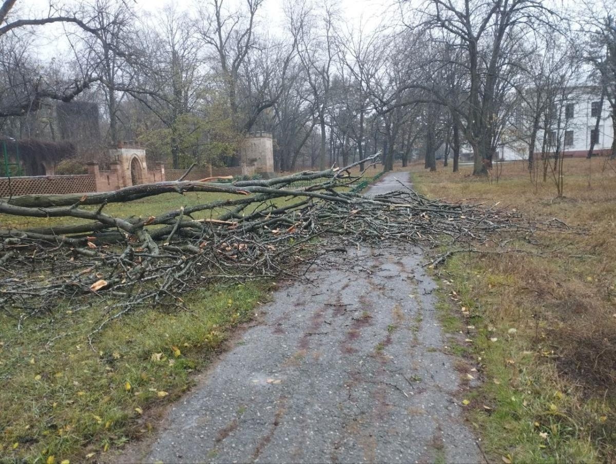 Доріжка між дендропарком та інститутом тваринництва в Асканії-Новій.