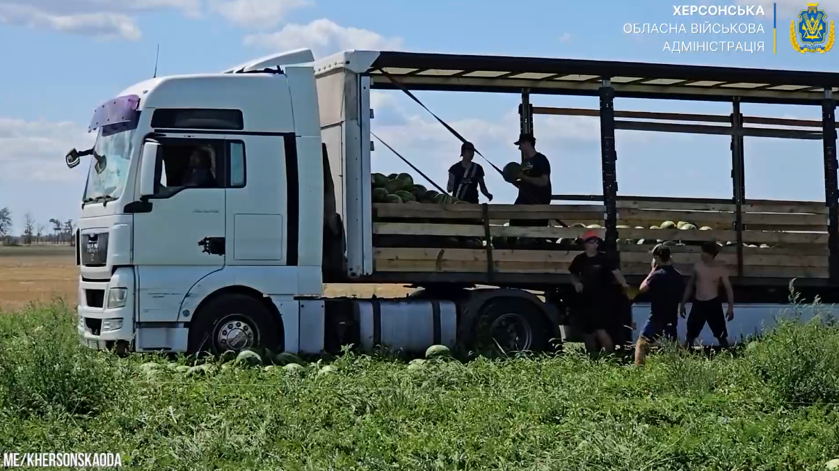 На Херсонщині розпочався збір кавунів: уже зібрано 3 тисячі тонн врожаю